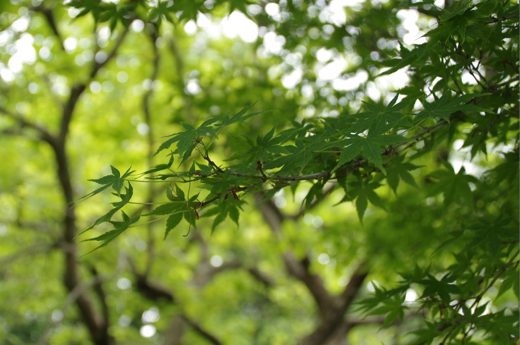 玉敷神社のモミジ1