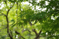 玉敷神社のモミジ1