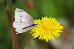 タンポポは旨いか？