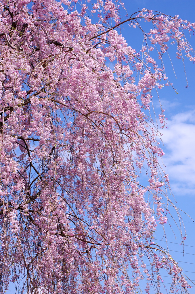 しだれ桜は満開！
