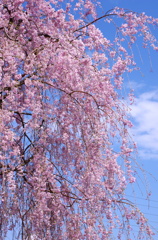 しだれ桜は満開！