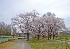 一般的な桜の木？