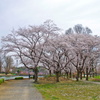 一般的な桜の木？