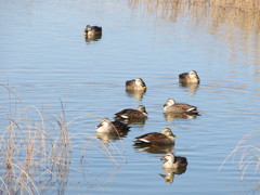 鴨たち