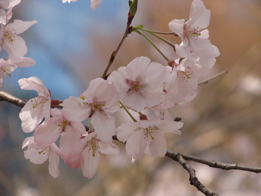 新宿の彼岸桜