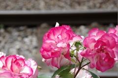バラと都電6