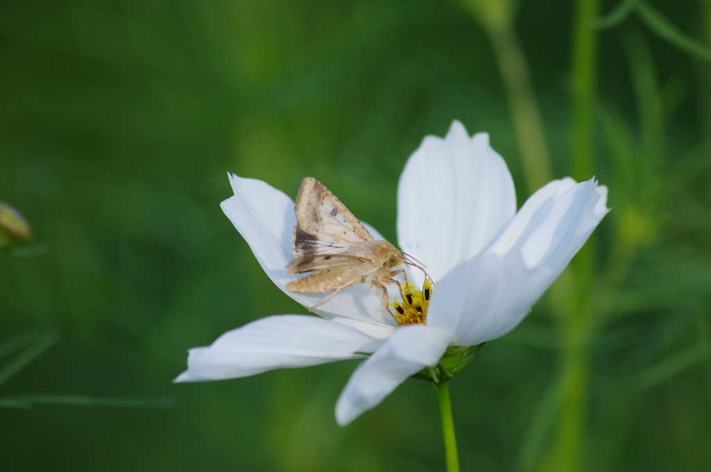 いただきます！
