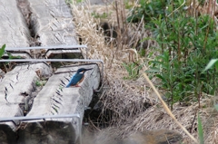 花の丘のカワセミ2