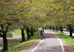 葉桜のトンネル
