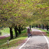 葉桜のトンネル