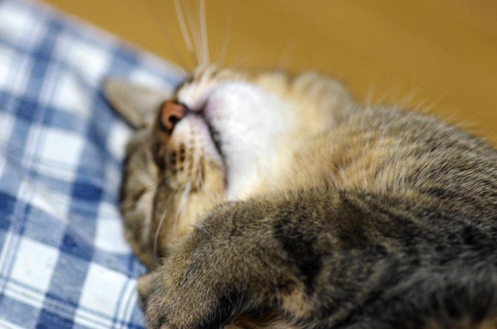 スリスリする(^。^)
