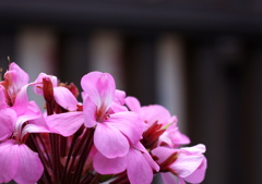 駅に咲く花