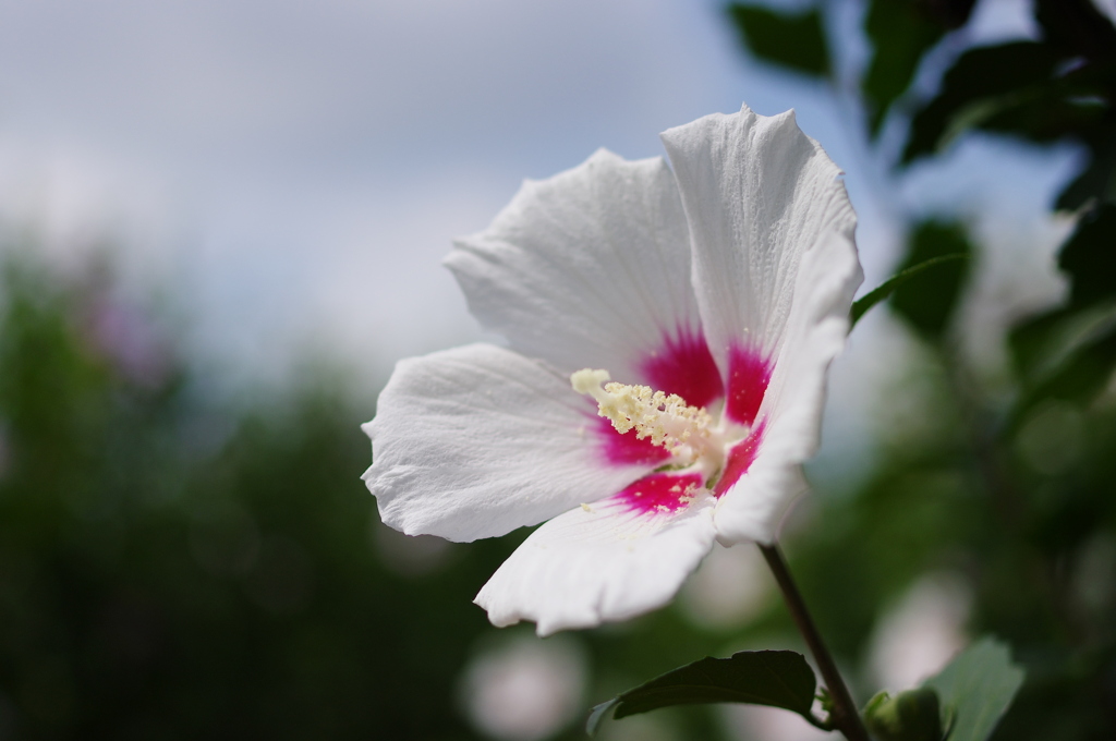 ムクゲ1（撮り比べ）