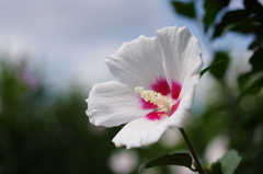 ムクゲ1（撮り比べ）