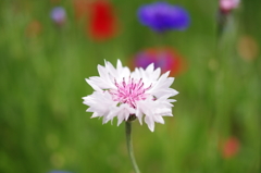 単焦点で撮ってみた1