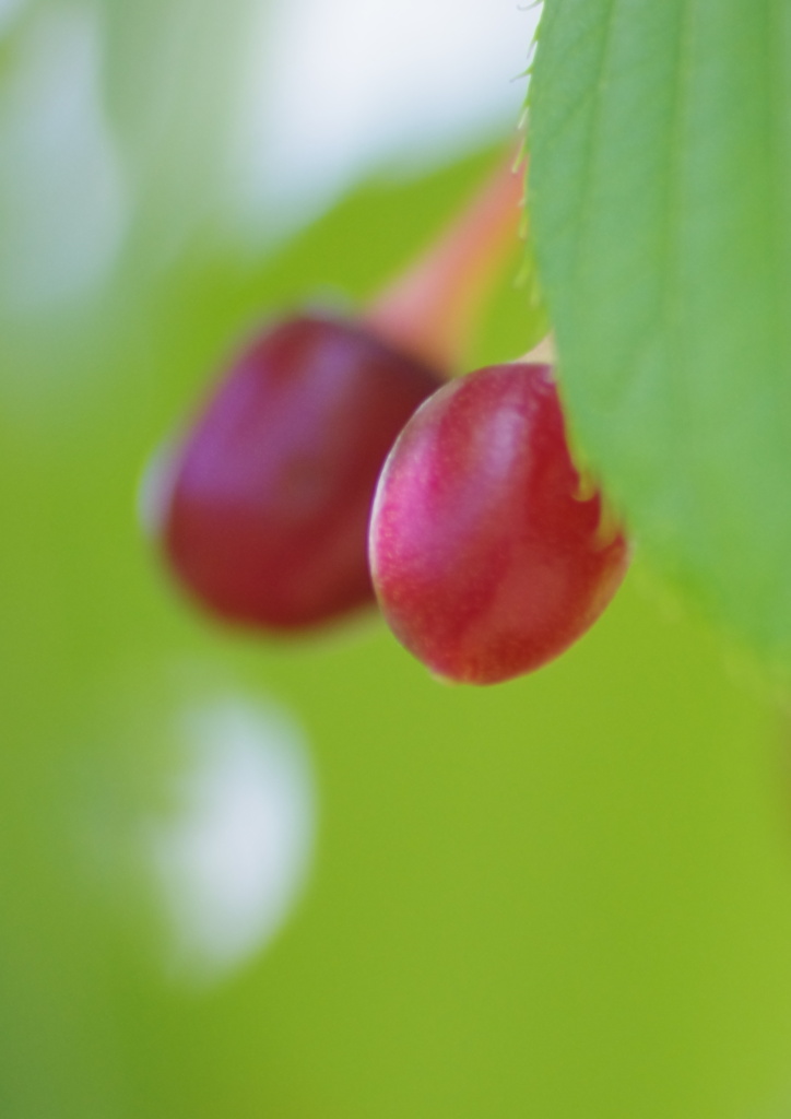桜の実？