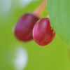 桜の実？