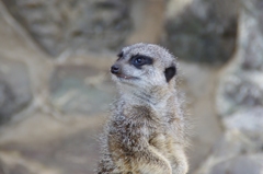 あっち向いて？