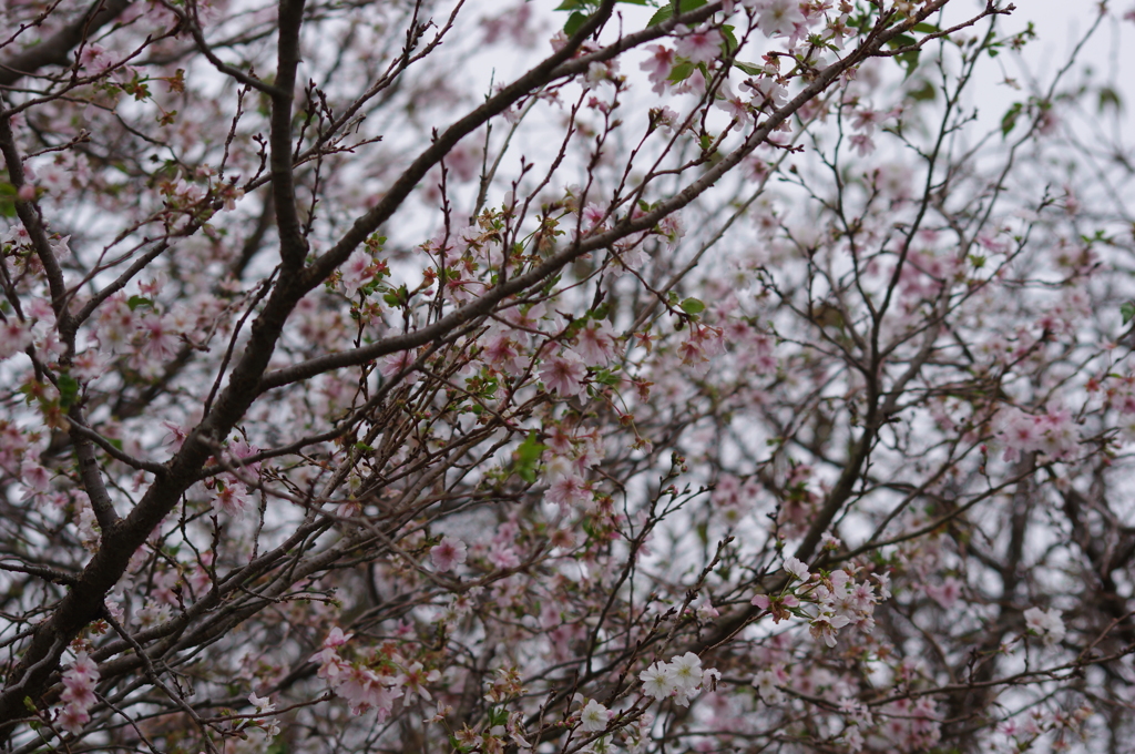 秋に桜がいっぱい！