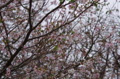 秋に桜がいっぱい！