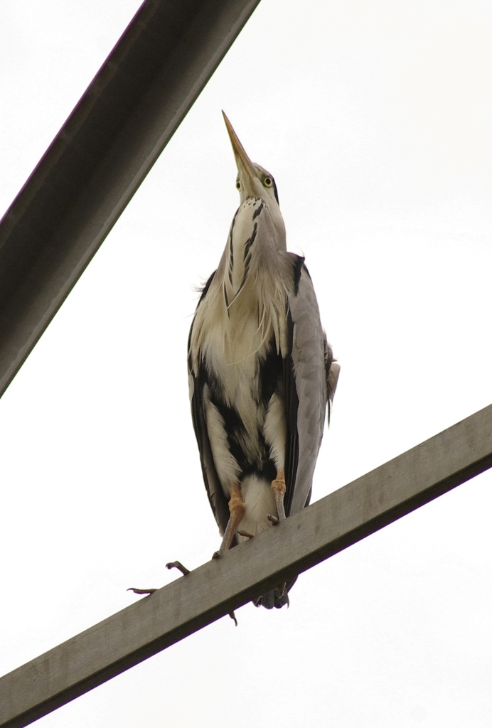 青鷺くん鉄塔で物思いに耽る？