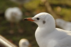 欲しいんだけど…