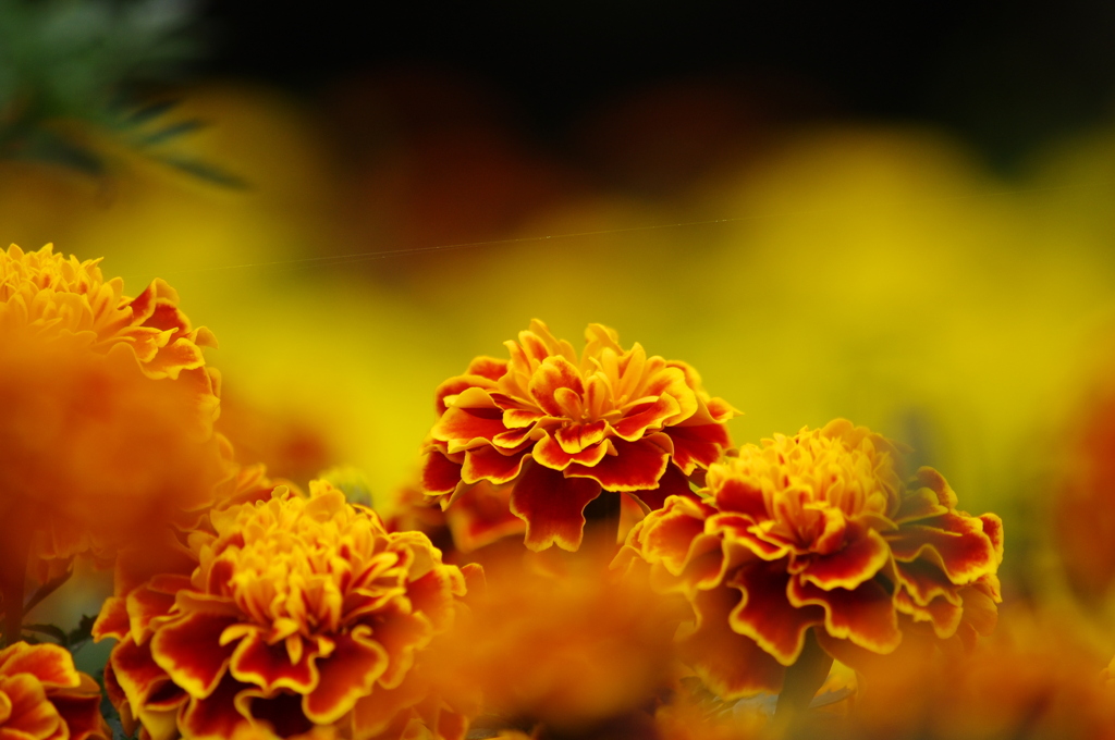 マリーゴールド(1)