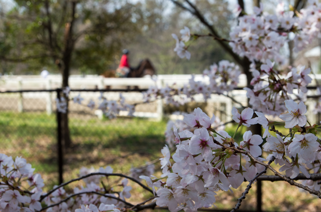 桜・さくら