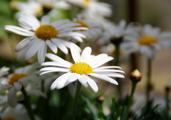 プランタのお花①