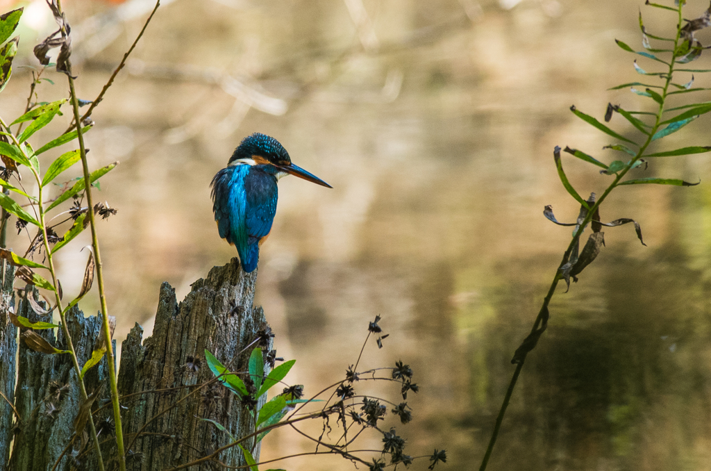 Kingfisher in the park