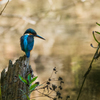 Kingfisher in the park