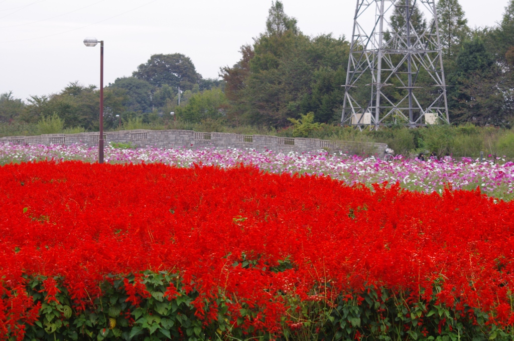 真っ赤なジュータン