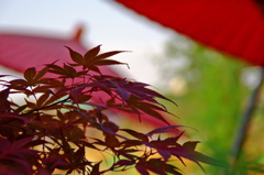 ちょっと赤いもみじ