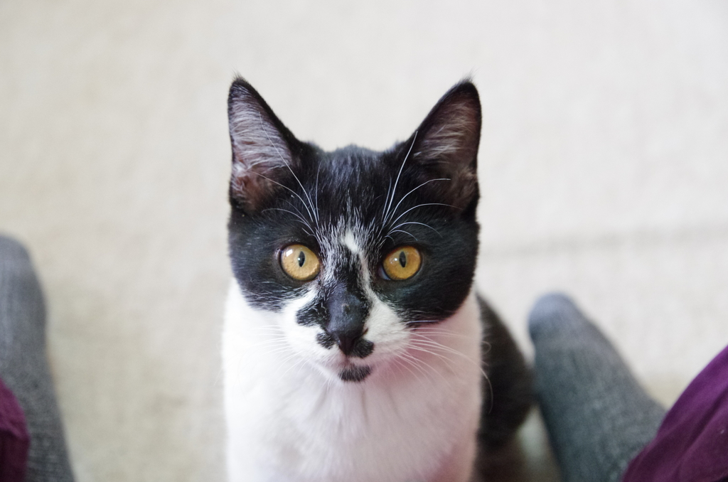 子猫もGET？