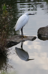 コサギくん写ってます！