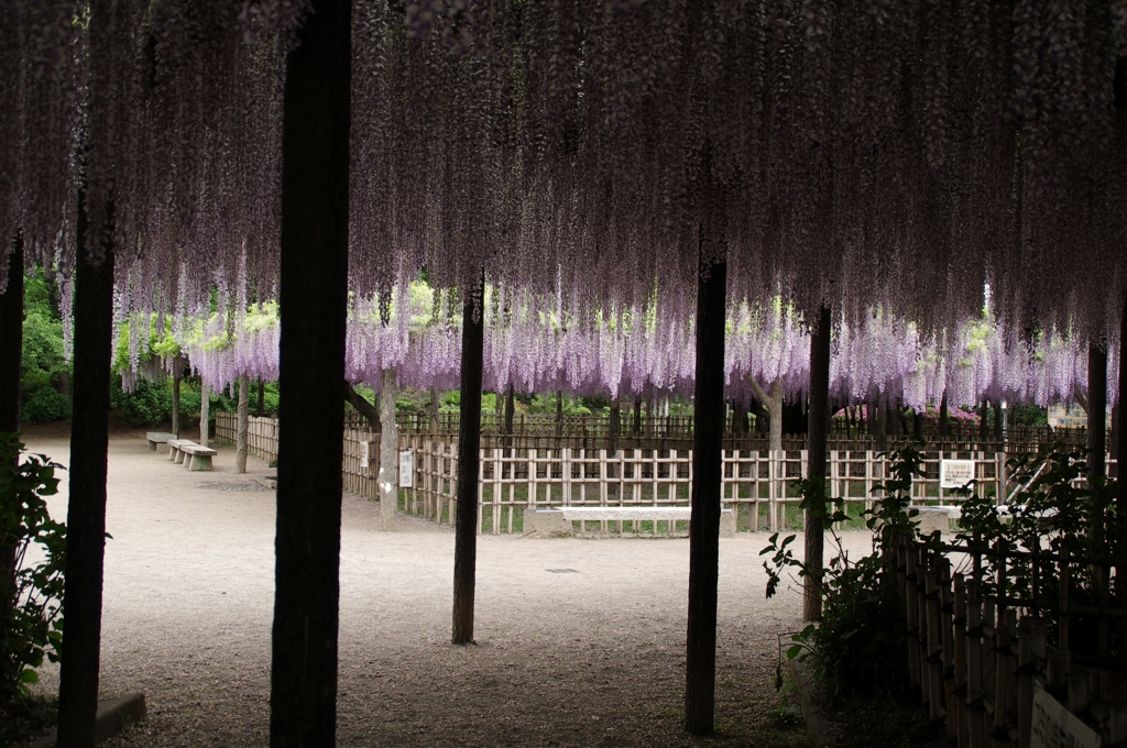 玉敷神社の藤1