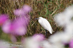 コスモスの向こう