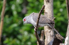 荒川遊園地の鳥（名前分からず）