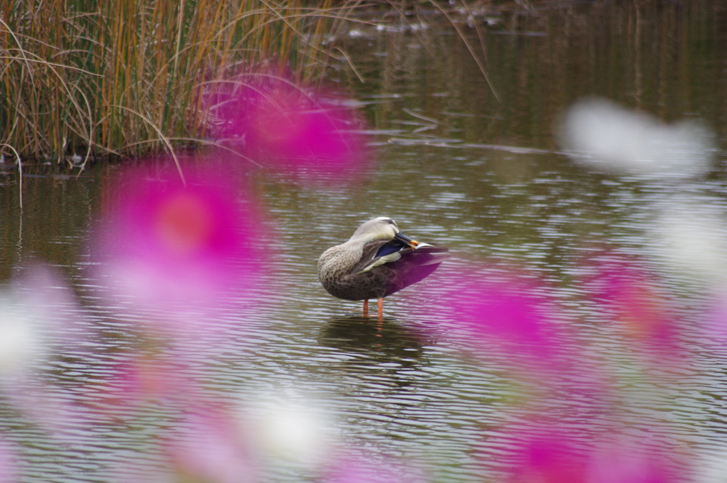 鴨とコスモス