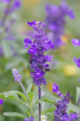 紫のサルビア？