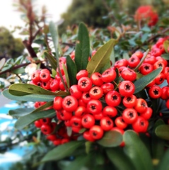 やたら小さいトマト…ではない(^_^.)