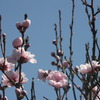 さくら