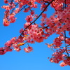 早咲きの桜