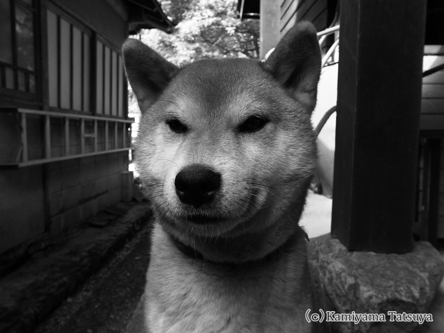 鳥取