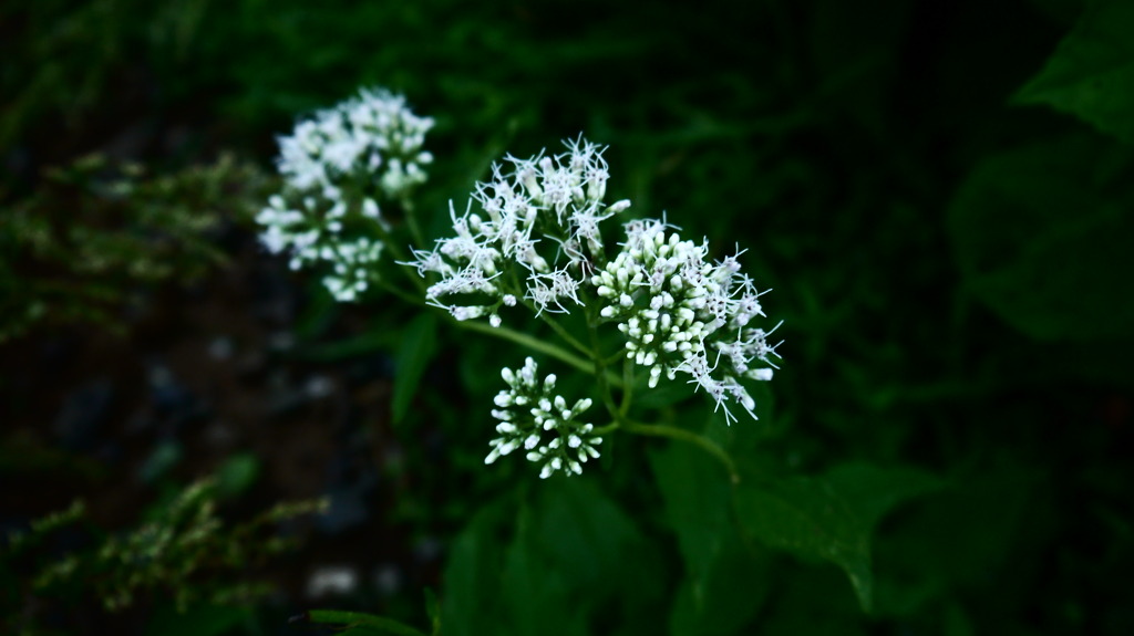 P1060452