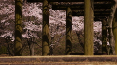 さくら