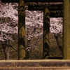 さくら