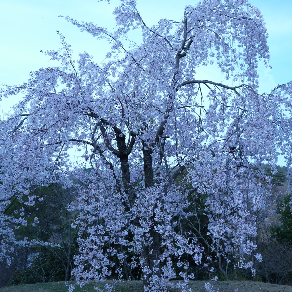 sakura