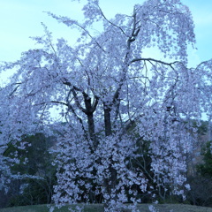 sakura