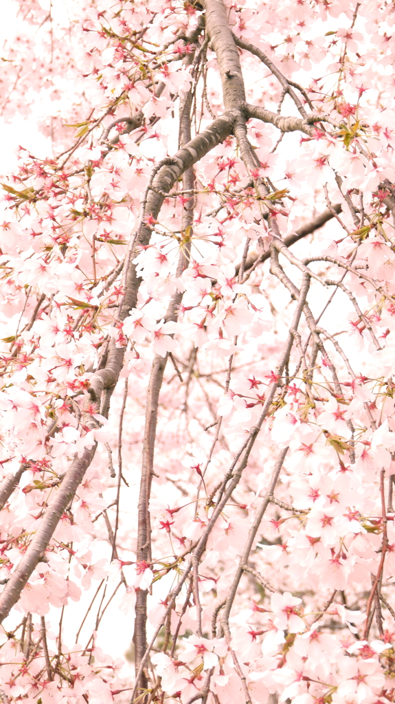 枝垂桜